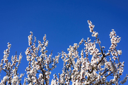 在蓝天上绽放杏树, 鲜花设计, 美丽的春天背景