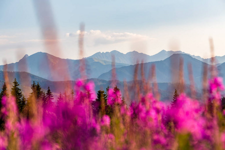 鼓舞人心的山风景，美丽夏季的一天在上塔特拉山