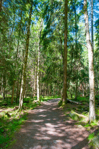 德国谢尔克镇附近森林中的路径