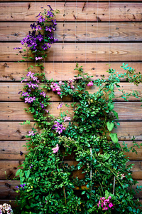 花园中木墙上有绿叶的紫色攀爬花