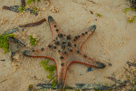 红海滩上的海星