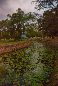 晚上在公园里, 池塘里有睡莲。马来西亚。哥打京那巴鲁