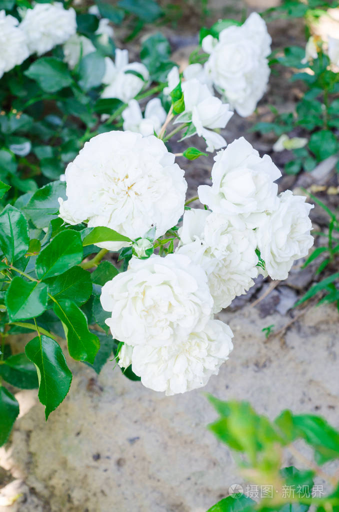 花园里美丽的白色玫瑰花.选择性对焦照片-正版商用图片0yx4n3-摄图新