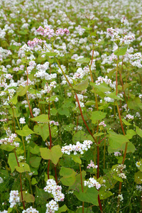 开花荞麦播种 fagopyrum esculentum mo琴, 背景