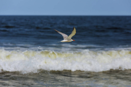 海格蓝海。一只海鸥在蓝色的海洋上飞翔