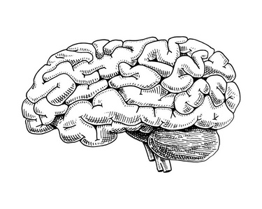 人类生物学，器官解剖图。刻的手绘在旧素描和复古的风格。身体详细的大脑或颅骨骨膜