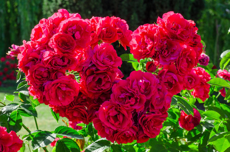 美丽的红玫瑰在花园里形成了一颗心。选择性对焦
