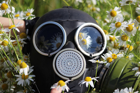防毒面具靠在洋甘菊上。环境灾难的概念