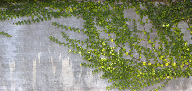 绿色的蔓草缠住照片