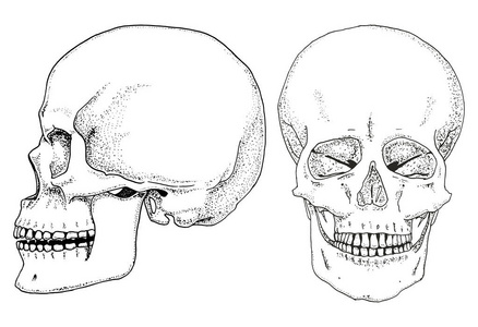 人类生物学，解剖图。刻的手绘在旧素描和复古的风格。头骨或骨骼的轮廓。周身的骨骼。侧面和前视图或正面和侧面