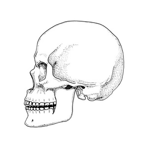 人类生物学，解剖图。刻的手绘在旧素描和复古的风格。头骨或骨骼的轮廓。周身的骨骼。前视图或脸