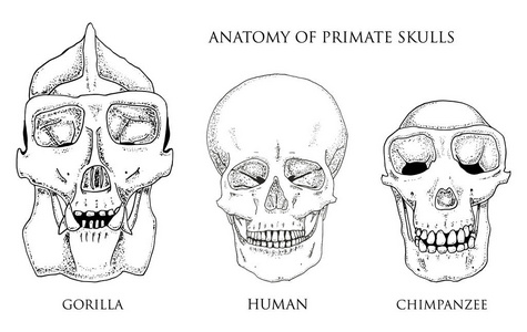 人类和黑猩猩 大猩猩。生物学和解剖图。刻的手绘在旧素描和复古的风格。猴子的头骨或骨骼或骨骼轮廓。前视图或脸