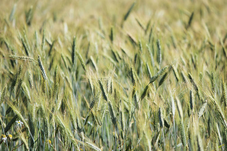 7月下旬夏季成熟的绿色小麦田
