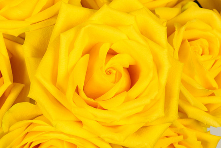 美丽的黄色玫瑰特写背景