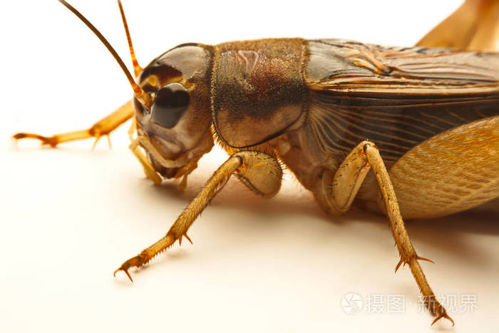 特写照片的背景上的蟋蟀笔势