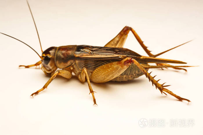 特写照片的背景上的蟋蟀笔势