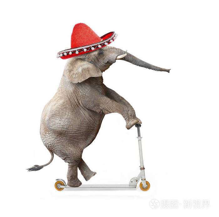 疯狂的大象与索布雷罗驾驶推滑板车 共和党大象要参加选举 政治主题的数字艺术品 照片 正版商用图片0yx633 摄图新视界