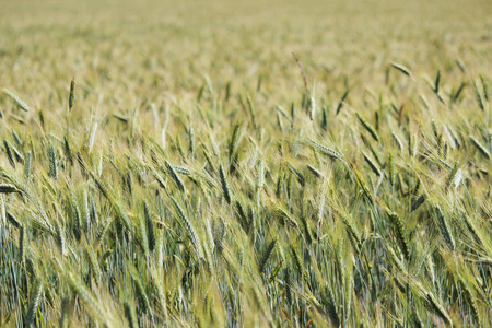 7月下旬夏季成熟的绿色小麦田