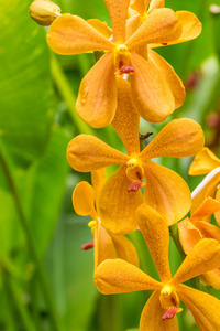 特写黄色兰花花