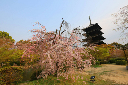 在春天，京都，日本河津寺