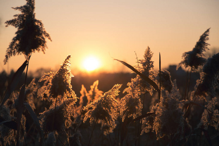 秋天麦片和草在日落在温暖的口气