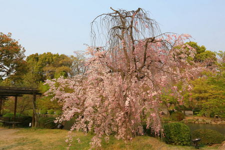 在春天，京都，日本河津寺