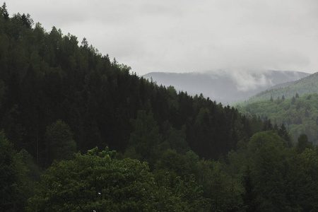 喀尔巴泰山脉和有雾的森林景观