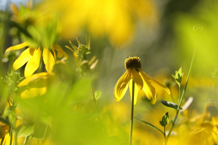 阔叶圆锥花RudbeckiaLaciniata