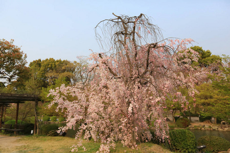 在春天，京都，日本河津寺