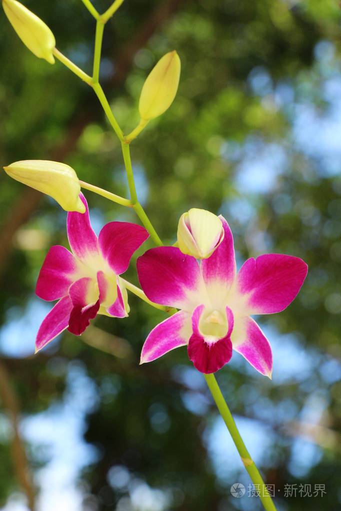 兰花花在美丽的大自然