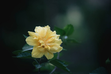 花园里树上的黄色芙蓉花