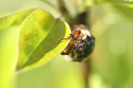 金龟子或 5 月在自然环境中的 bug 大栗大栗