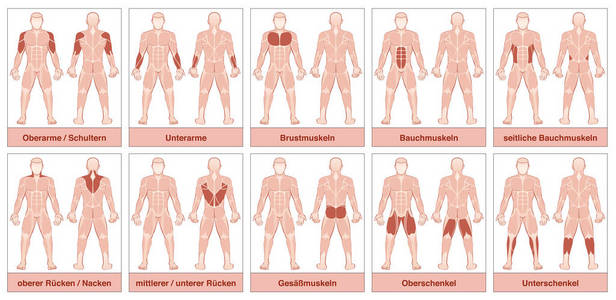 肌肉组德国名字图表