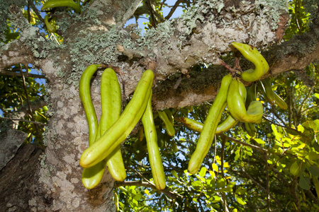 帕门代拉·埃杜利斯-蜡烛树绿色异国情调的水果照片