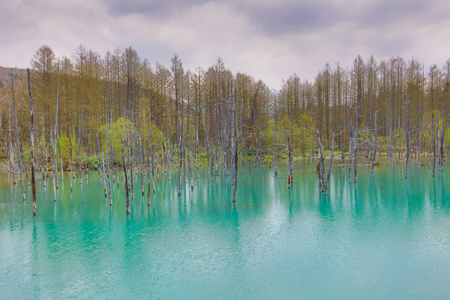 蓝色池塘在北海道, 日本的美英