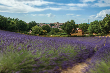 在晴朗的蓝天底下和 Valensole 镇的背景下的薰衣草田的全景视图