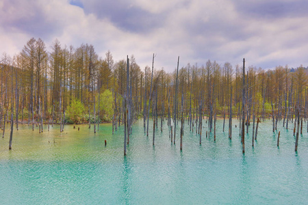 美伊树反射的奥伊克蓝池图片