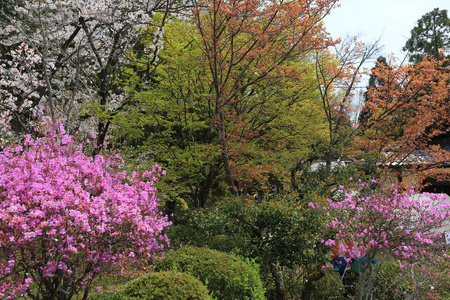 在春天，日本京都