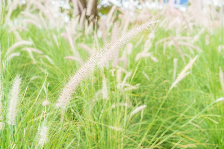 花园里的草花