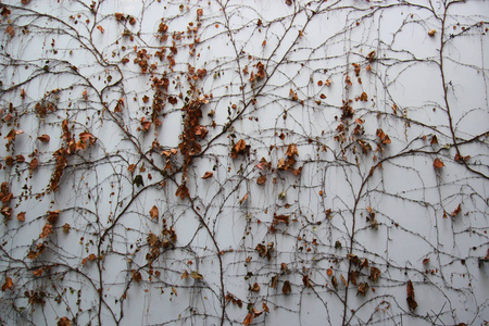 白色墙壁背景与干燥枯萎常春藤叶子植物
