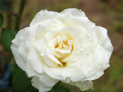 白玫瑰的特写
