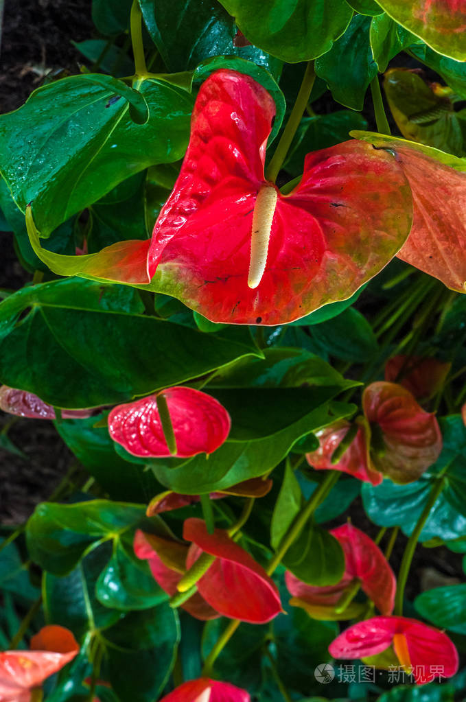 热带红绿花