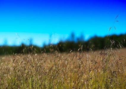草在领域风景背景