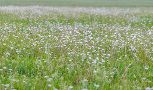 夏天的草地上绽放着美丽的雏菊