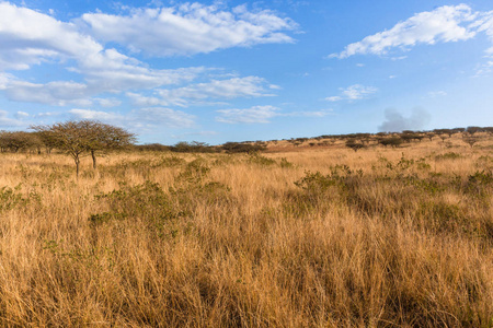 荒野非洲草树风景