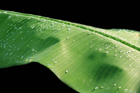 在芭蕉叶上的雨