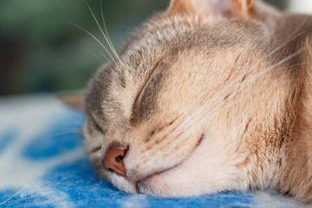 年轻的阿比西尼亚猫睡在蓝色的格子特写