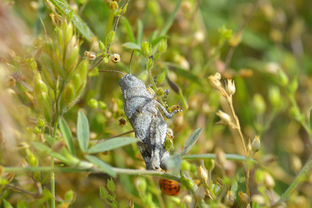 大自然中的灰蝗虫照片