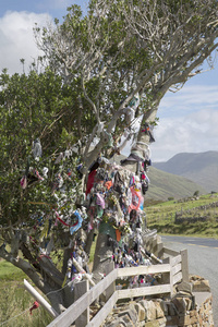 装饰树, 希拉里峡湾湖leenane, connemara