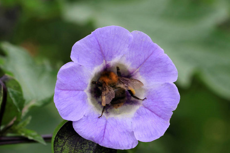 大黄蜂的紫鸟花